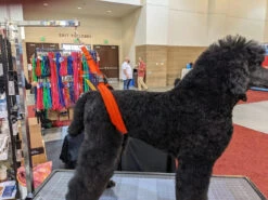 GroomTech Biothane Belly Strap Set - Teal -Wah Shop GT BS01