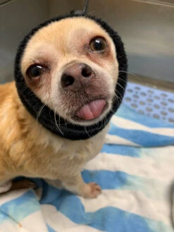 Happy Hoodie Black, X-Small 14 Happy Hoodie Black, X-Small -Wah Shop HH 00 BK 4