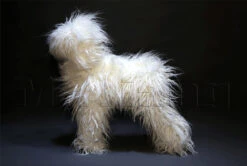Mr. Jiang Teddy Bear Full Body Coat / Model Dog [White] -Wah Shop MJ TB02W 7