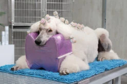 Show Tech Topknot Cushion Pillow Glitzy Purple - Small -Wah Shop ST 94914 2