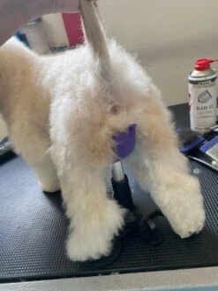 Aeolus Dog Grooming Stand / Saddle For Holding Dogs -Wah Shop T FT8108SD S 5